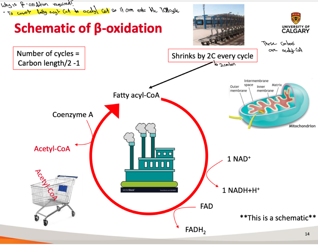 <p>Input:</p><ul><li><p>Fatty acyl-CoA</p></li><li><p>FAD</p></li><li><p>NAD+</p></li><li><p>CoA (enzyme)</p></li></ul><p></p><p>Output:</p><ul><li><p>Acetyl-CoA + fatty acyl-CoA (n-2)</p></li><li><p>NADH</p></li><li><p>FADH2</p></li></ul><p></p><p>Fatty acyl-CoA shrinks by 2-carbons every cycle</p><ul><li><p>18C FFA goes through 8 cycles</p><ul><li><p>At the end of the final cycle, <strong>2 carbon-acetyl-CoA</strong> molecules are left</p><ul><li><p>18-2 (n-2) = 16 ÷ 2 = 8 cycles</p></li></ul></li></ul></li></ul>