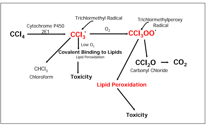<p>Lipid peroxidation results in reactive aldehydes causing cell membrane and DNA damage</p>
