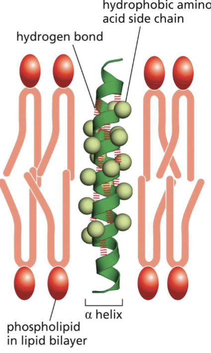 <ul><li><p>the helix buries hydrophilic amino acids in the core and hydrophobic amino acids on the exterior interact with the phospholipid tail </p></li><li><p>helices wrap around each other to minimize exposure of hydrophobic amino acid side chains to aqueous environment </p></li></ul><p></p>