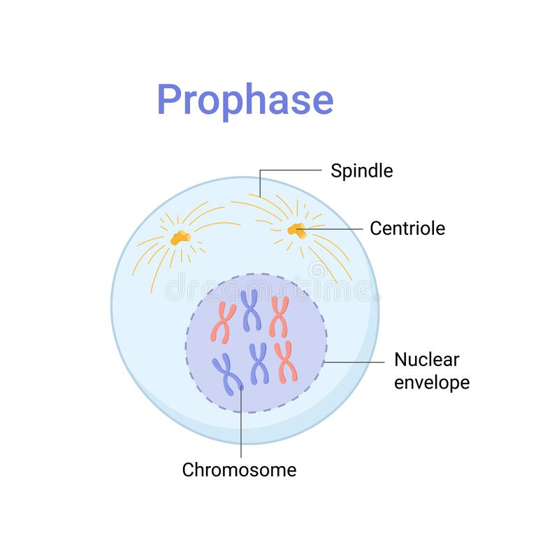 1st (and longest) phase of mitosis, during which 

* the nuclear envelope around the chromosomes disappears


* the centrioles separate and place the spindle fibers on opposite sides of the nucleus