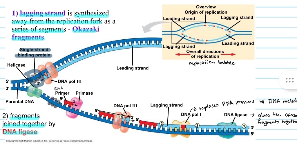 <p>DNA ligase</p>