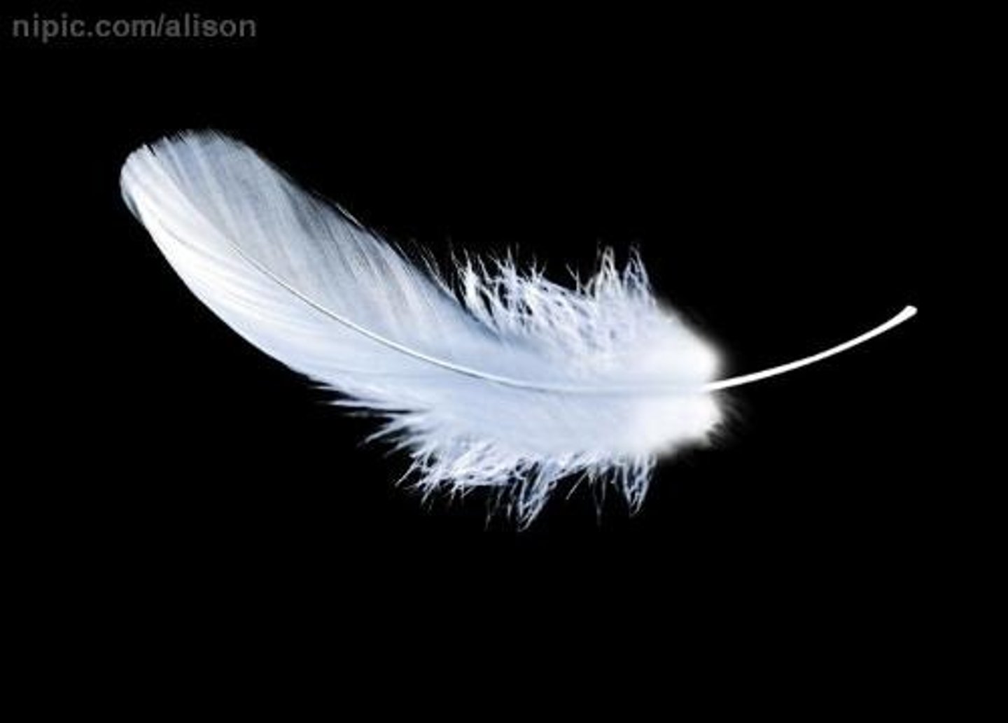 <p>yǔ/feather</p>
