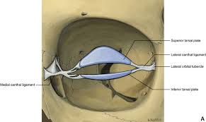 <p>Main structural component of the eyelids, made of dense fibrous connective tissue</p>