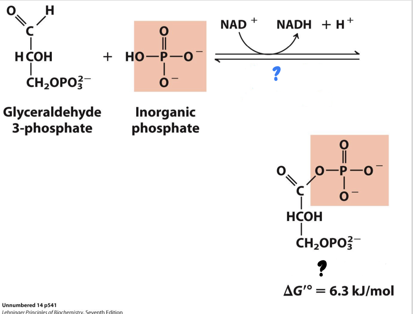 <ul><li><p>Two sequential reactions: (1) G3P is oxidized by transferring electrons to NAD+, forming NADH. (2) Using energy from this exergonic redox reaction, a phosphate group is attached to the oxidized substrate, making a high- energy product.</p></li></ul>