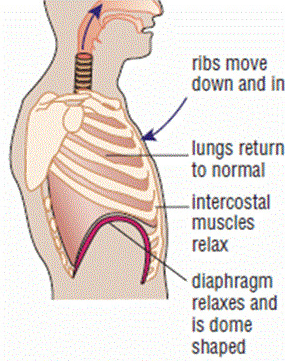 <ul><li><p>diaphragm contracts</p></li><li><p>intercostal muscles relax</p></li><li><p>volume of ribcage decreases</p></li><li><p>pressure increases</p></li><li><p>air moves out of lungs</p></li></ul><p></p>