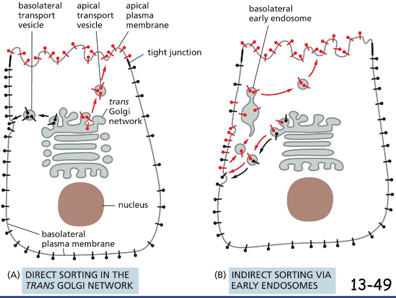 <p>A) Proteins are packaged into different vesicles. The apical membrane is enriched with glycosphigolipids and some proteins are linked to the lipid bilayer through a GPI anchor.</p><p>(B) A protein is selected from the inappropriate plasma membrane domain by endocytosis and transported to the right location via the early endosomes. The indirect pathway is also called transcytosis.<br><br>A used primarily</p>