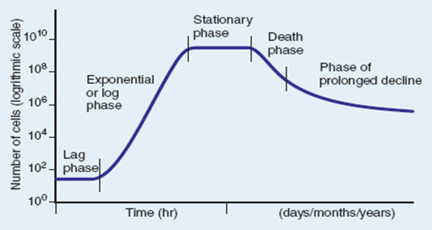 <p><span style="font-family: "Wingdings 2";"><span></span></span><span><span>cells divide at a constant rate, which is exponential. This is when the generation time is calculated.</span></span></p>