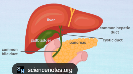 <p>A small bag under your liver that stores bile, which helps digest fats.</p>