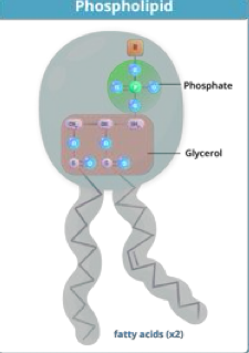 <p>2 fatty acids + phosphate group atatched to a glycerol backbone </p><ul><li><p>amphipathic with a polar head and nonpolar tail </p></li><li><p>form phospholipid membrane bilayer </p></li></ul><p></p>