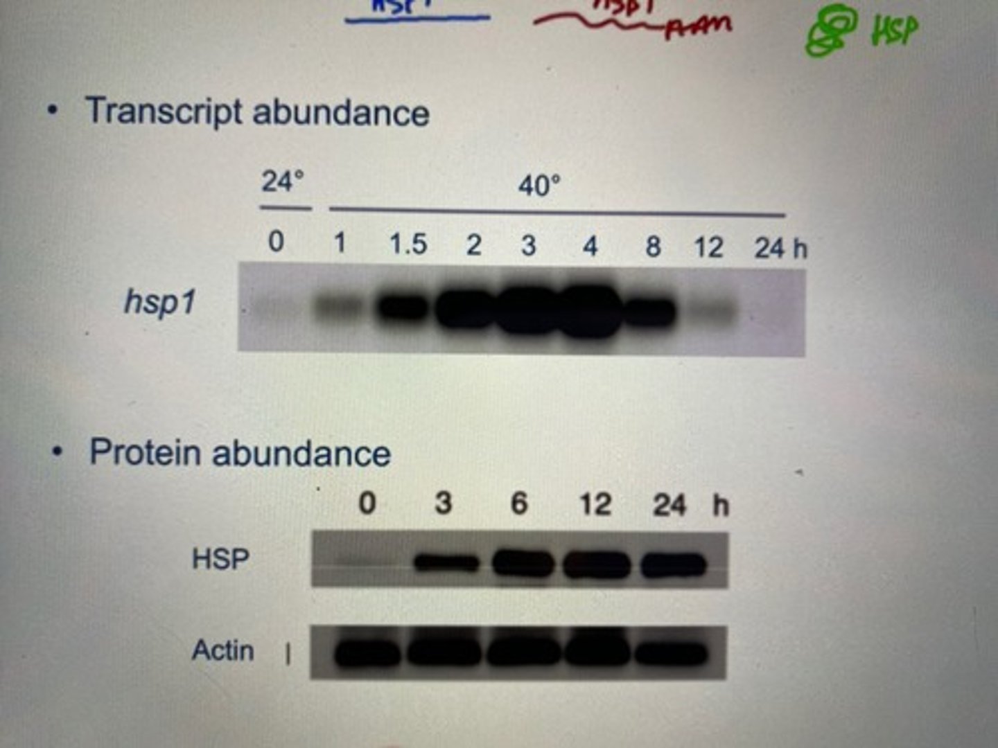 <p>-When put in stressful environments (ex. change in temperature), chlamy or other organisms can adapt by switching some genes on and off to make proteins or stop making proteins in order to survive the environment</p><p>Chlamy:</p><p>-when looking at transcript abundance with northern blotting:</p><p>HSP1 (heat shock protein) transcript abundance (rate of mRNA making) increased as the temperature approached 40 degrees.</p><p>-Looking at protein abundance of the same gene, we notice that the peak of protein abundance comes AFTER the peak of mRNA abundance.</p><p>-This is because mRNA is produced before protein. So mRNA synthesis reaches its max (we see it in northern blotting on transcript abundance), and then all this mRNA gets translated into protein (so protein abundance increases on northern blotting)</p><p>three types of change is possible for genes when put in a changing environment:</p><p>-constitutive: no change in protein abundance (for example, actin's abundance stays constant throughout change in temperature). This is due to house-keeping proteins that maintain function of that protein so that it does not change under stress.</p><p>-induced: expression of protein is higher (like HSP1 in chlammy) due to an expression promoter being added onto the promoter site to enable a stronger rate of transcription</p><p>-repressed: expression of the protein is less due to inhibitors being present at a promoter site due to stress, this inhibits RNA polymerases' transcription rate for protein production and thus expression levels of a trait</p>