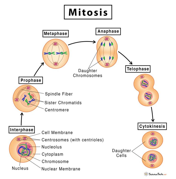 <p>Type of nuclear <strong>division </strong>in somatic cells that <strong>maintains </strong>the <span style="color: red;"><span>parental diploid </span></span>number of chromosomes in the <span style="color: red;"><span>daughter cells</span></span></p><p><strong><em>Prophase:</em></strong></p><ol><li><p>Chromatin threads condense to <strong>form </strong><span style="color: red;"><span>chromosomes </span></span>(two sister chromatids held together by centromere)</p></li><li><p>Nuclear membrane <strong>disintegrates </strong>and nucleolus disappears</p></li><li><p><span style="color: red;"><span>Spindle </span></span>begins to <strong>form</strong>, fibres attach to each chromsome at its centromere</p></li></ol><p></p><p><strong><em>Metaphase:</em></strong></p><ol><li><p>The chromosomes move to the centre of the cell and <span style="color: red;"><span>line </span></span>up along the <strong>equator</strong></p></li><li><p>Centromeres of chromosomes are <span style="color: red;"><span>aligned </span></span>on the equator</p></li><li><p>Spindle fibres <strong>attach </strong>to the centromere</p></li></ol><p></p><p><strong><em>Anaphase:</em></strong></p><ol><li><p>Sister chromatids <strong>separate</strong> and are pulled to <strong>opposite </strong>part of the cell</p></li><li><p>Each pole has complete <span style="color: red;"><span>identical </span></span>set of maternal and paternal chromosomes</p></li><li><p>Sister chromatids are now chromosomes</p></li></ol><p></p><p><strong><em>Telophase</em></strong></p><ol><li><p>Chromosomes <strong>decondense </strong>(forms chromatin)</p></li><li><p>Two new <span style="color: red;"><span>nuclear envelopes</span></span> form (one for each new daughter cell)</p></li><li><p>Spindle <strong>disappears</strong></p></li><li><p>Cell <strong>elongates </strong>and is ready for <span style="color: red;"><span>cytokinesis </span></span>to separate.</p></li></ol><p></p>