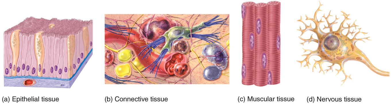 - Group of cells that functions together to perform one or more specialised activities
- Epithelial, connective, muscular and nervous 