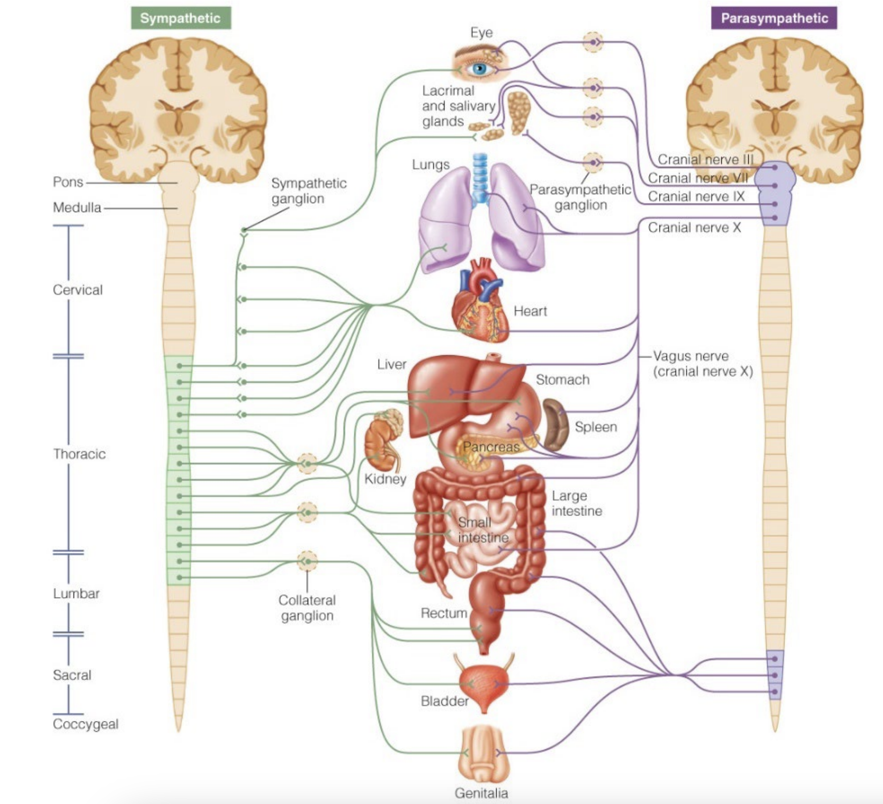 <ul><li><p>Most active during stress, excitement, or physical activity</p></li><li><p>“Fight or flight”</p><ul><li><p>Increases HR, breathing rate, directs blood to working muscles, not gut</p></li></ul></li><li><p>Innervation - Thoracic area</p><ul><li><p>Heart - increases heart rate and how hard it’s beating</p></li><li><p>Small intestine - turns off absorption and digestion</p></li></ul></li></ul><p></p>