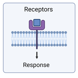 <p>A protein (usually on the cell surface) that responds to exogenous cue and relay signal into a cell to produce a response.</p><p></p>