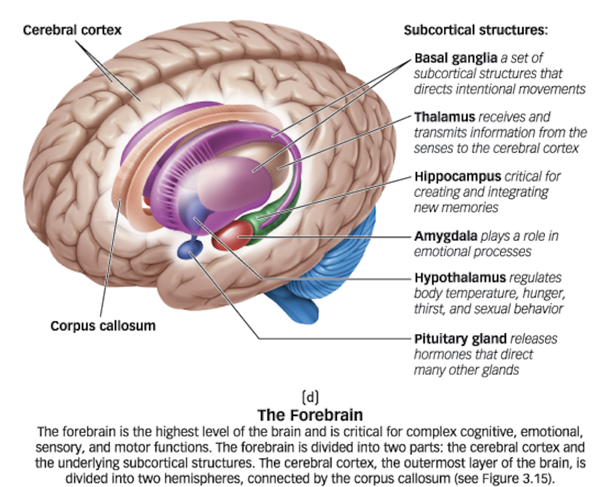 <p>Thalamus (Subcortical Structure)</p>