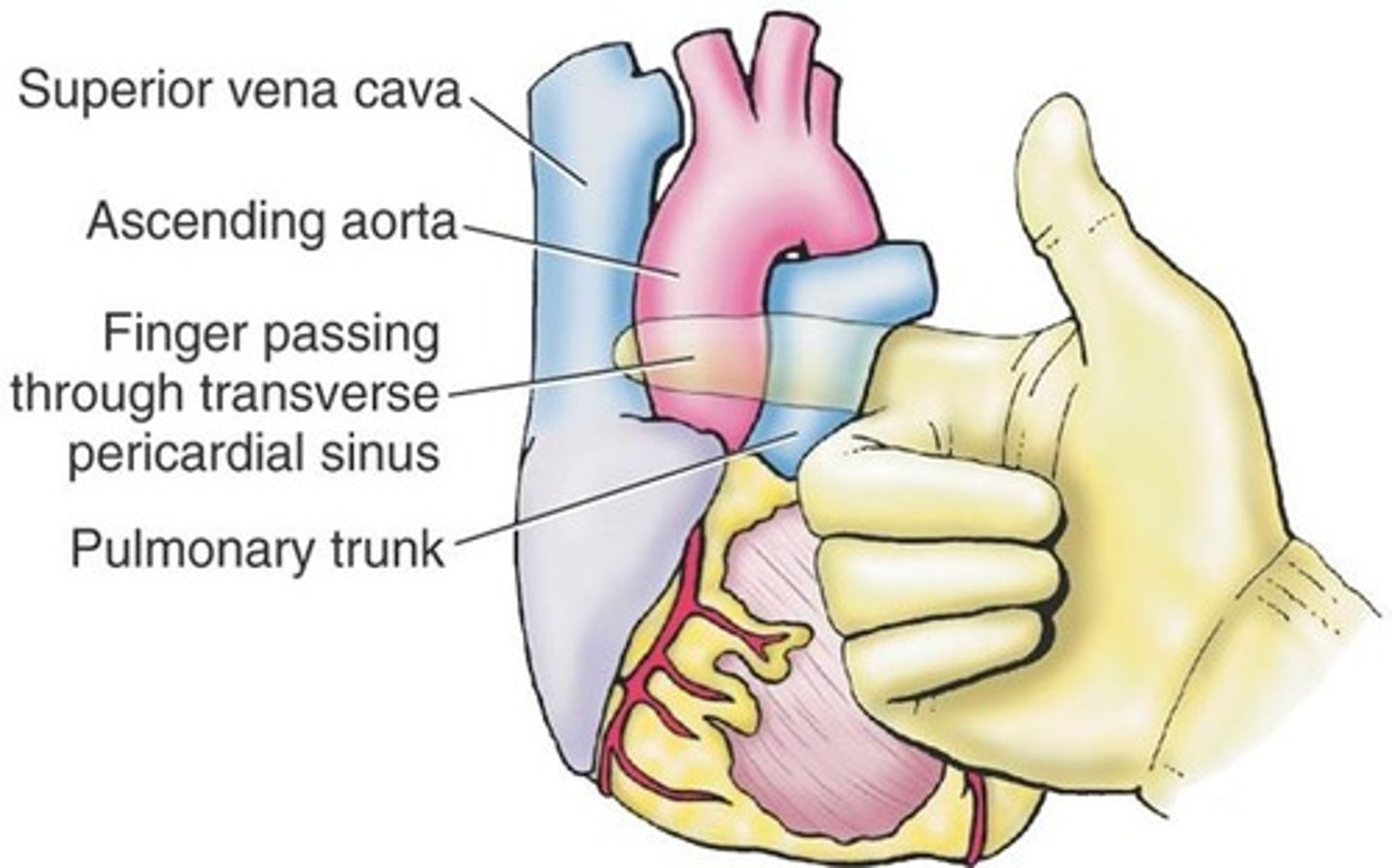 <p>Identify the space that separates the cardiac arteries from veins.</p>