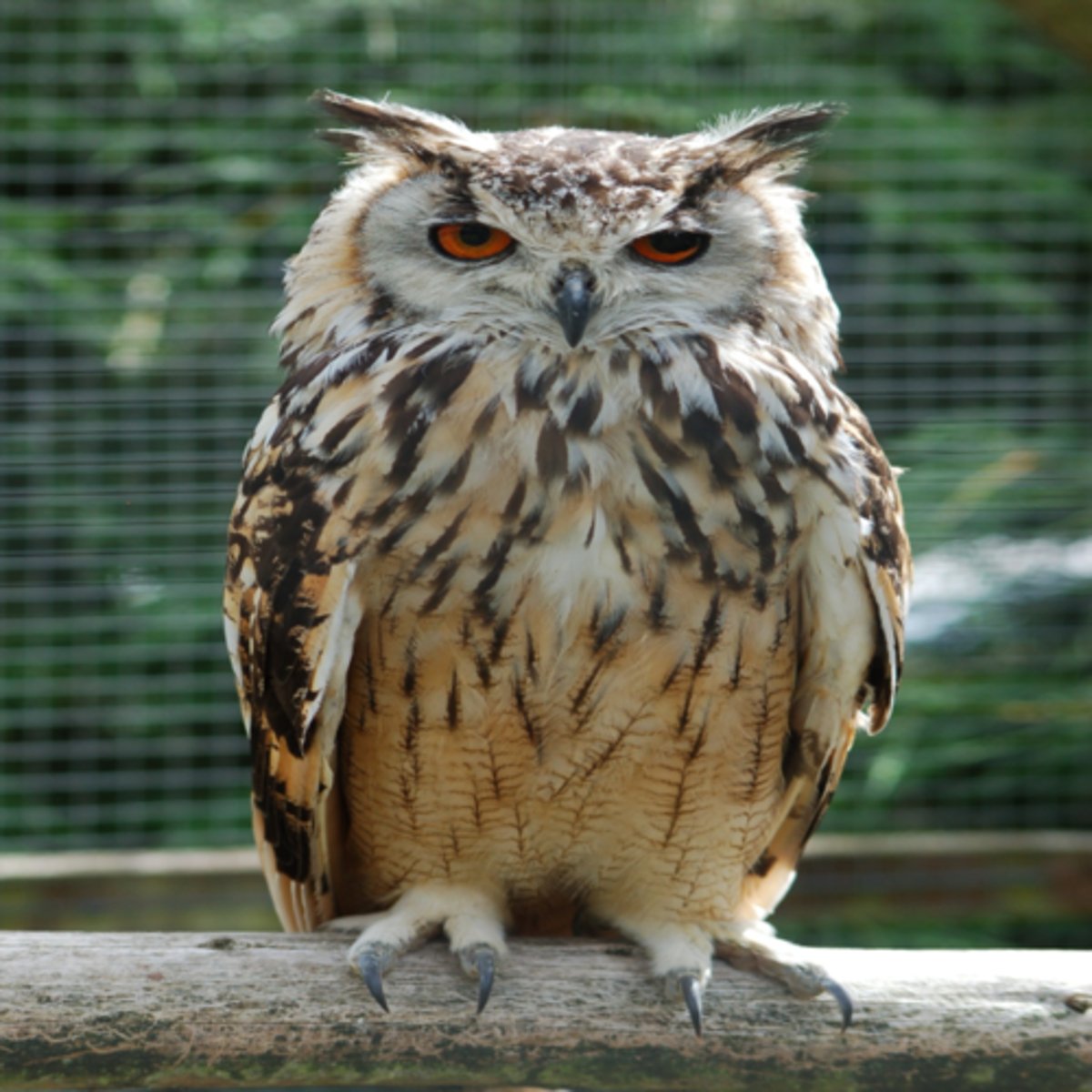 <p>owl</p>