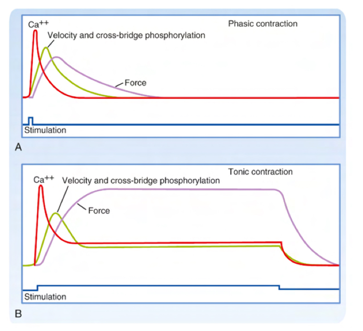 <p>Neessary for long periods of time— like sphincter (23hrs a day)</p><ul><li><p>since we can control intracellular calcium levels, we can sustain contraction for a long time by keeping intermediate levels of calcium to increase some of the portions of myosin’s affinity for actin</p></li><li><p>An initial high peak is necessary but after thisit can eb maintained at interediate levels, meaning it does things slower but with alow level of contraction and no excessive energy consumption. </p></li></ul><p></p>