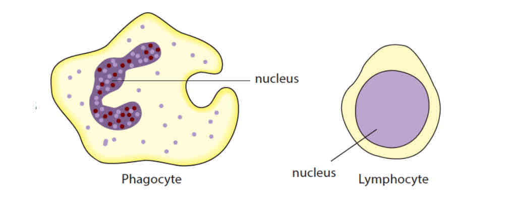 <p>phagocytes</p><ul><li><p>engulfs and destroys pathogens such as bacteria -phagocytosis</p></li></ul><p>lymphocytes</p><ul><li><p>produces antibodies that can</p><ul><li><p>recognise and destroy pathogens</p></li><li><p>cause pathogens to clump together for easy ingestion by phagocytes</p></li><li><p>neutralise toxins produced by bacteria</p></li></ul></li></ul>