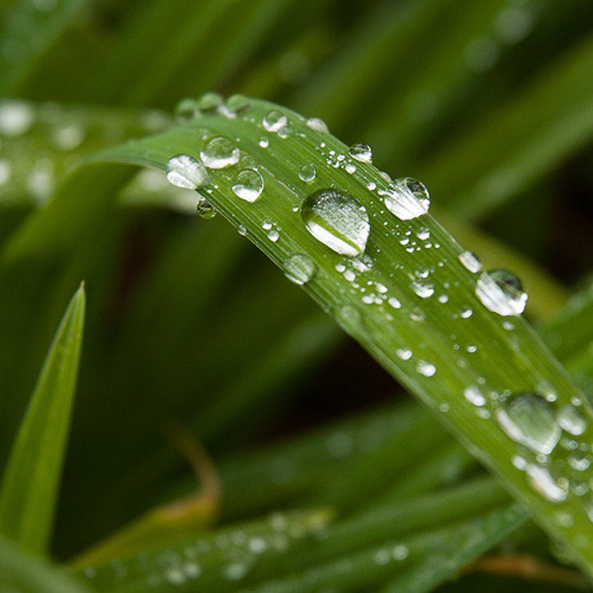 <p>Occurs when air cools and is less able to hold water vapour (dew point). Water molecules condense onto nuclei (dust, smoke) or onto surfaces (e.g. grass) which form water droplets or frost.</p>