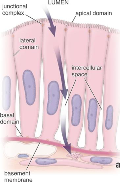 <ol><li><p>basal domain</p></li><li><p>lateral domain</p></li><li><p>apical domain</p></li></ol><p></p>