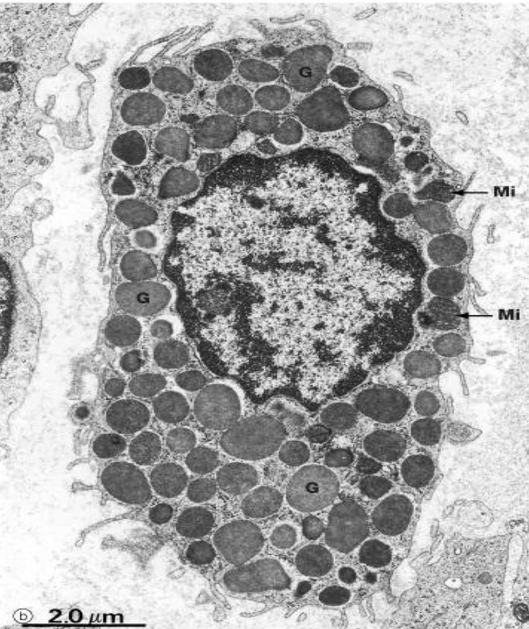 <p>A- identify</p><p>B- Histological features</p><p>C- Function</p><p>D- resemble to what cell ?</p>