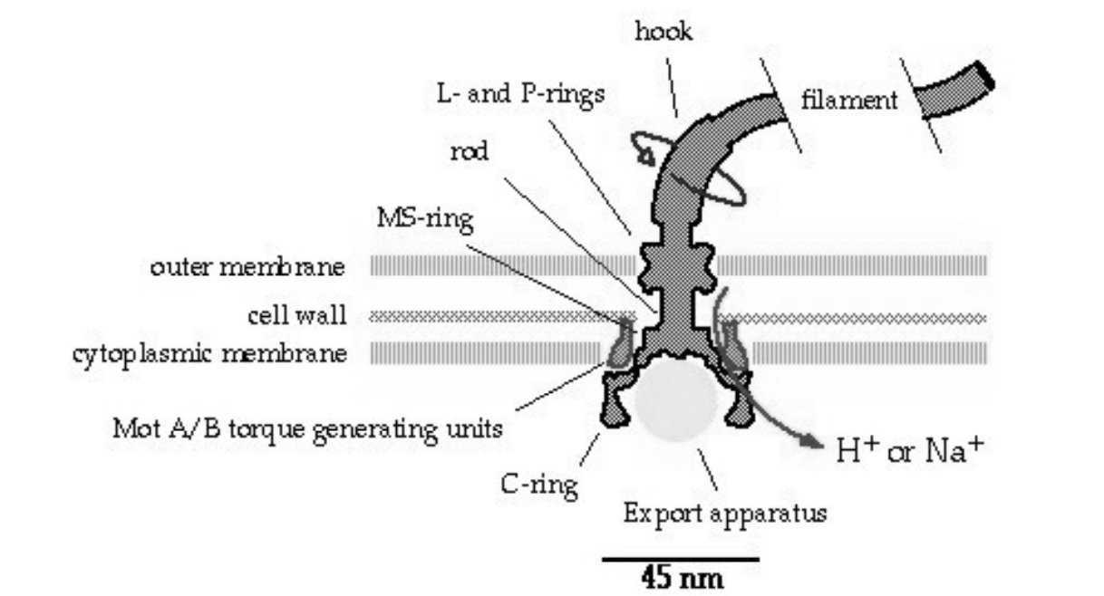 <p>Driven by H+ or Na+ driven rotary motor</p><p></p>
