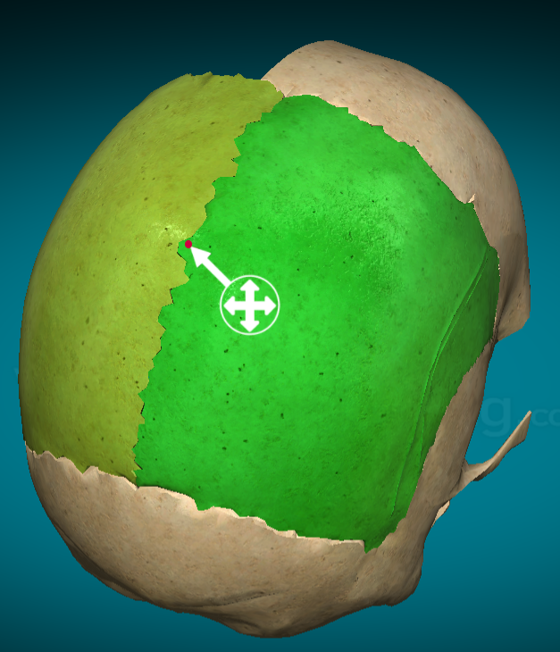 <p>Sagittal suture: separates two halves of parietal bone</p>