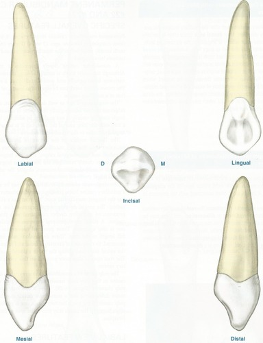 <ul><li><p><span>Eruption: between 11-12 years</span></p></li><li><p><span>Root has blunt apex, distal curvature</span></p></li><li><p><span>Shallow labial grooves</span></p></li><li><p><span>Well developed lingual</span></p></li><li><p><span>Note 2 fossae</span></p></li><li><p><span>Developmental depressions may look like two roots</span></p></li><li><p><span>Wider labio-ligually</span></p></li><li><p><span>Mesial slop is shorter</span></p></li><li><p><span>4 ridges: labial,lingual, mesio-incisal, disto-incisal</span></p></li><li><p><span>1 cusp</span></p></li><li><p><span>Cusp tip in line with long axis</span></p></li></ul><p></p>