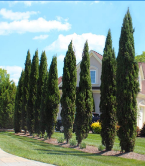 <p>Italian cypress (<em>Cupressus sempervirens)</em></p>