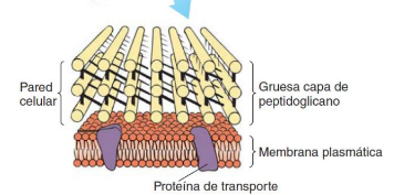 <p>Bacterias que tienen una pared celular de peptidoglicano que brinda un rígido armazón que sostiene la célula y mantiene su forma.</p>