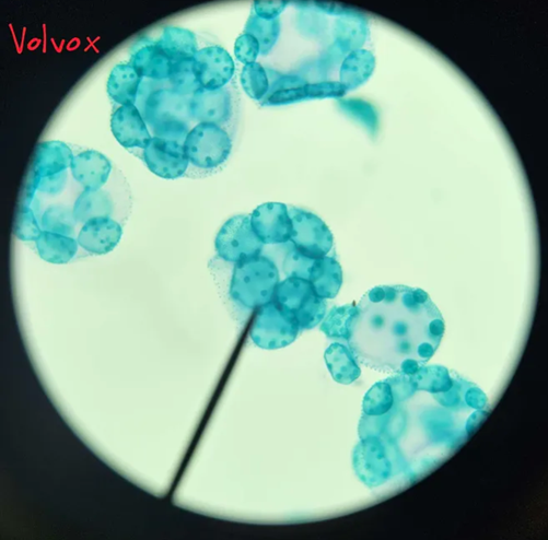 <p>What is volvox’s body form and environment?</p>