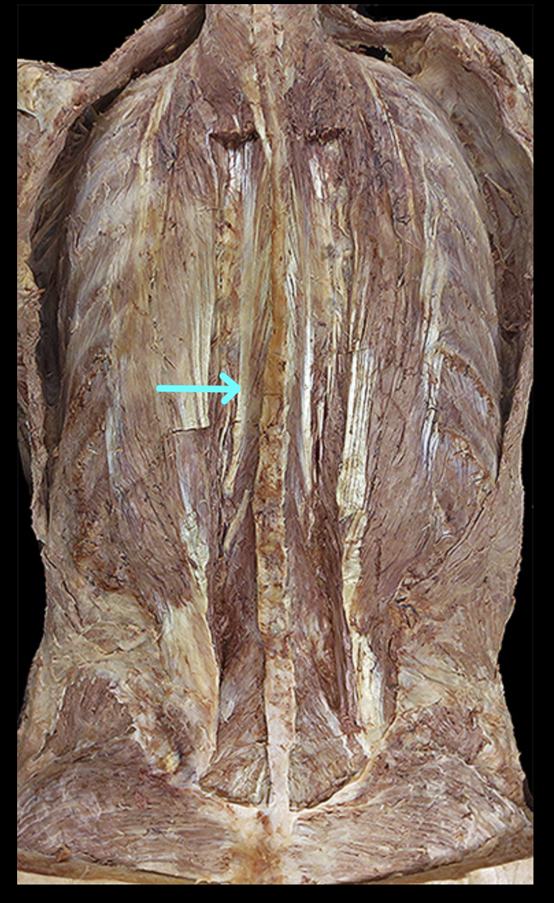 <p>Structure</p>