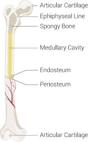 <p>a dense layer of vascular connective tissue enveloping the bones except at the surfaces of the joints; lining outer surface</p>