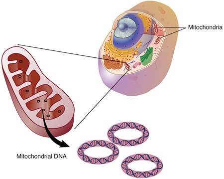 This is DNA found in the mitochondria, shortened to "mtDNA." It is inherited only through mothers. Cells have hundreds to thousands