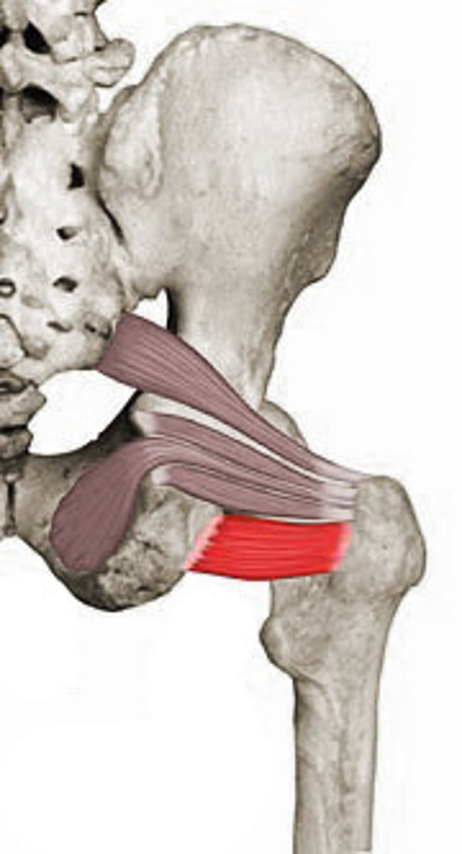 <p>A muscle that laterally rotates the thigh.</p>