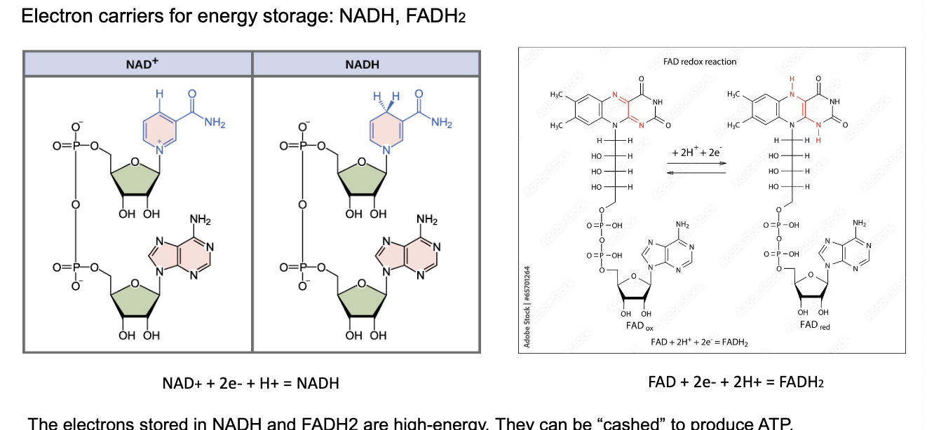 <ul><li><p>the electrons stored in NADH and FADH<sub>2</sub> = high energy → can be 'cashed’ to product ATP</p></li><li><p>NADH</p><ul><li><p>NAD+ + 2e- + H+ = NADH (reduced form that holds energy)</p></li></ul></li><li><p>FADH<sub>2</sub> </p><ul><li><p>FAD + 2e- + 2H+ = FADH<sub>2</sub> </p></li></ul></li><li><p>analogy</p><ul><li><p>ATP = energy ‘cash’</p></li><li><p>NADH and FADH<sub>2</sub> = energy ‘bonds’ (savings that can be converted to cash)</p></li></ul></li></ul><p></p>