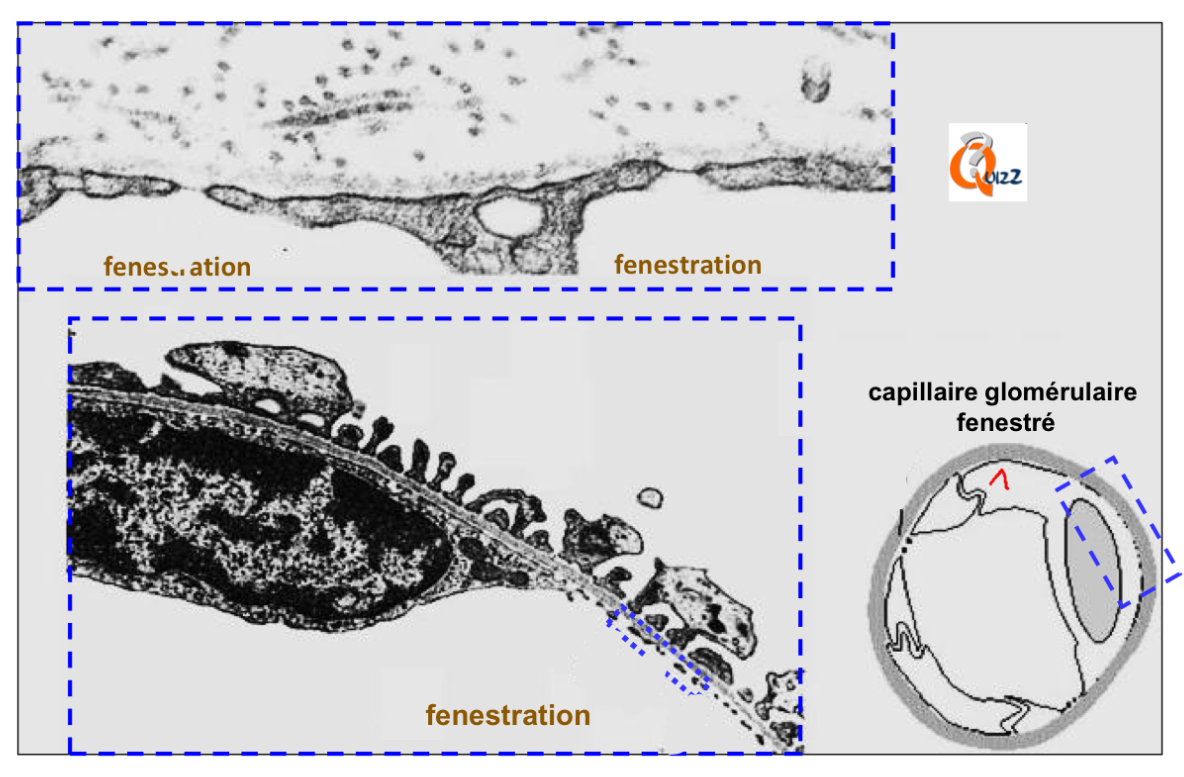 <ul><li><p>Se trouvent dans la membrane des cellules endothéliales</p></li><li><p>= le 1er élément du filtre glomérulaire</p></li><li><p>70 nm</p></li><li><p>Laissent passer les petites molécules : glucose, bicarbonate, eau, aa, petites protéines…</p></li><li><p>NE laissent PAS passer les grosses protéines car celles-ci ont un diamètre &lt; 70 nm</p></li></ul><p></p>