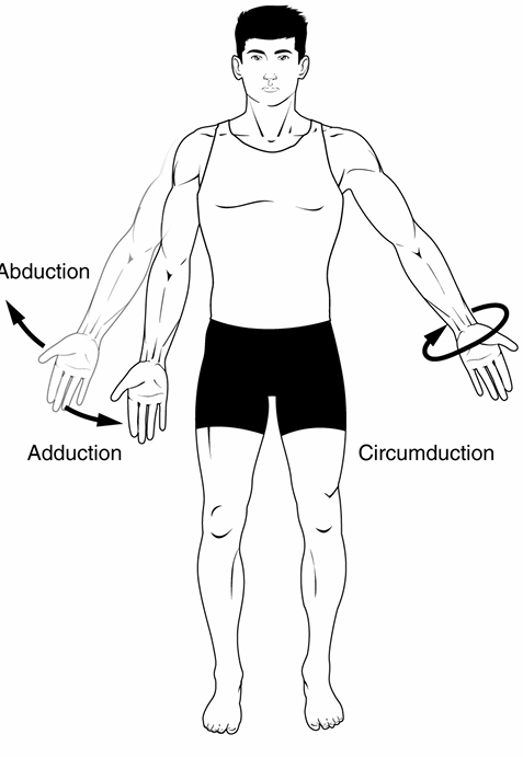 <p>movement of a limb away from the midline</p><p>ex: moving arm away from body</p>