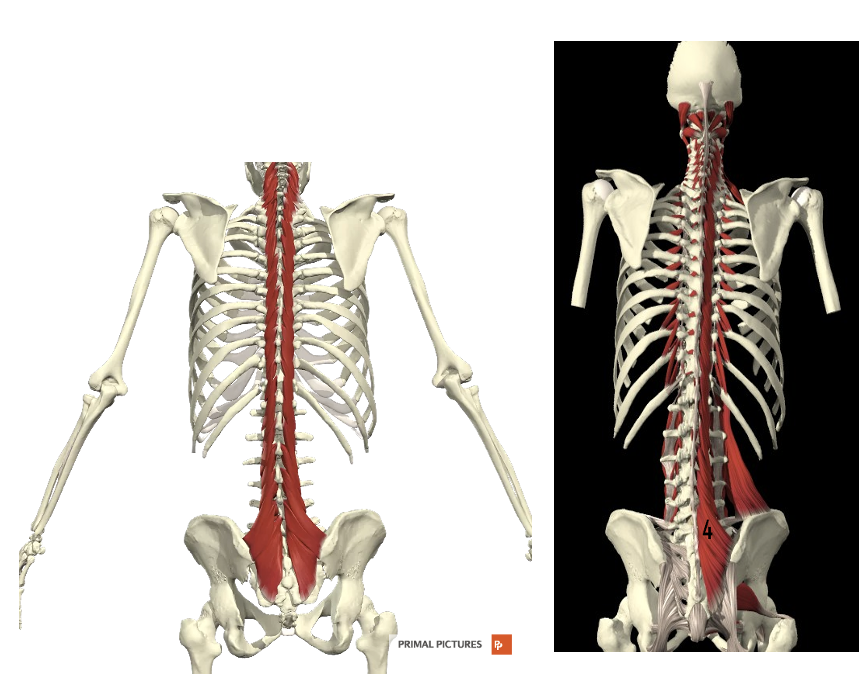 <p>Welke spier? Proximale en distel aanhechting? Innervatie? Functie?</p>