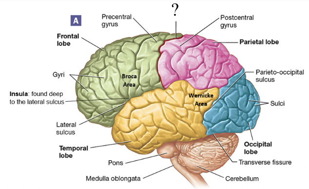 <p>shallow groove found between the frontal and parietal lobes</p>