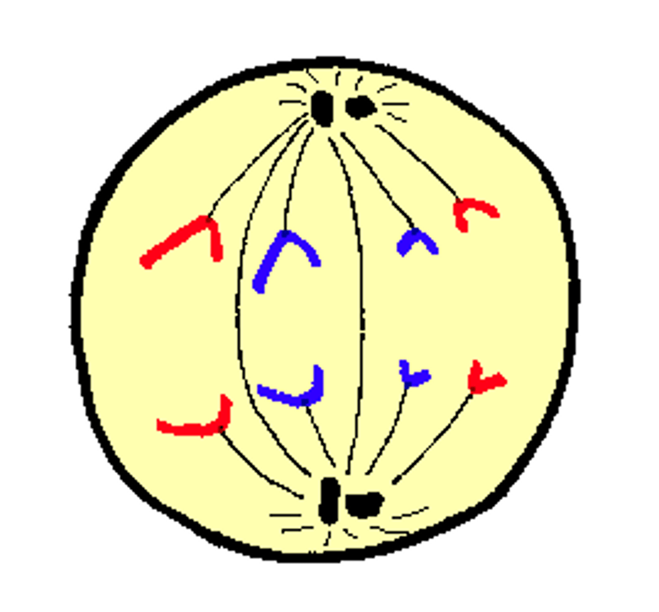 <p>- cohesin proteins binding the sister chromatids together, break down</p><p>- sister chromatids (now are chromosomes) are pulled toward opposite poles</p><p>- spindle fibers are lengethened and elongate the cell</p>