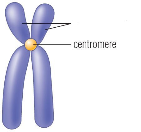 <p>What part of the chromosome is the arrow pointing to?</p>