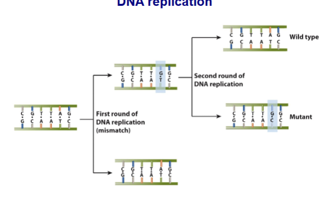 <ul><li><p><span><strong>Transition mutations</strong> → replace one pyrimidine base with another, or one purine base with another</span></p></li><li><p><strong>Transversion mutations</strong>→ rep pyrimidine wt purine base and vs</p></li><li><p><strong>Point mutations</strong>→ mutation that alter a single nucleotide</p><ul><li><p>silent mutation</p></li><li><p>missense mutations</p></li><li><p>nonsense</p></li></ul></li></ul><p></p>