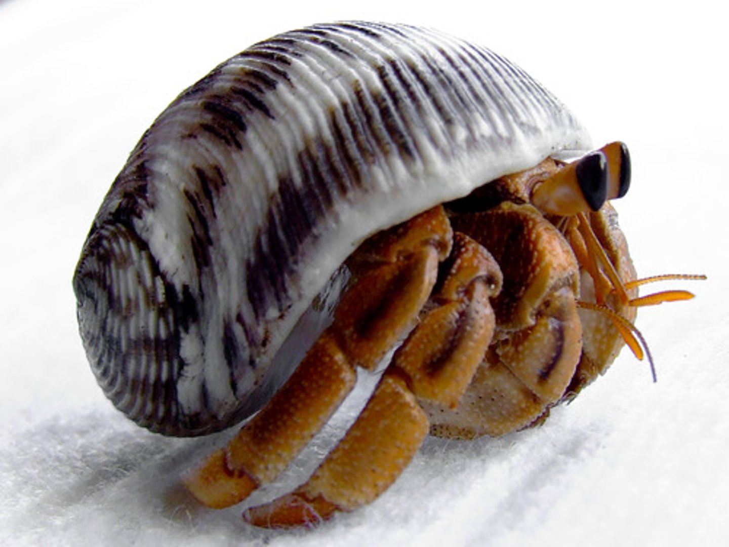 <p>One species may provide habitats for other species.</p><p>Hermit crabs live inside the shells of dead molluscs</p>