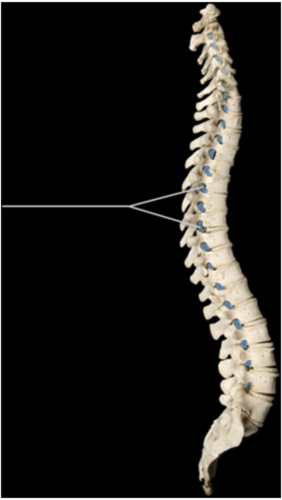 Which of the following structures travel through the highlighted opening?