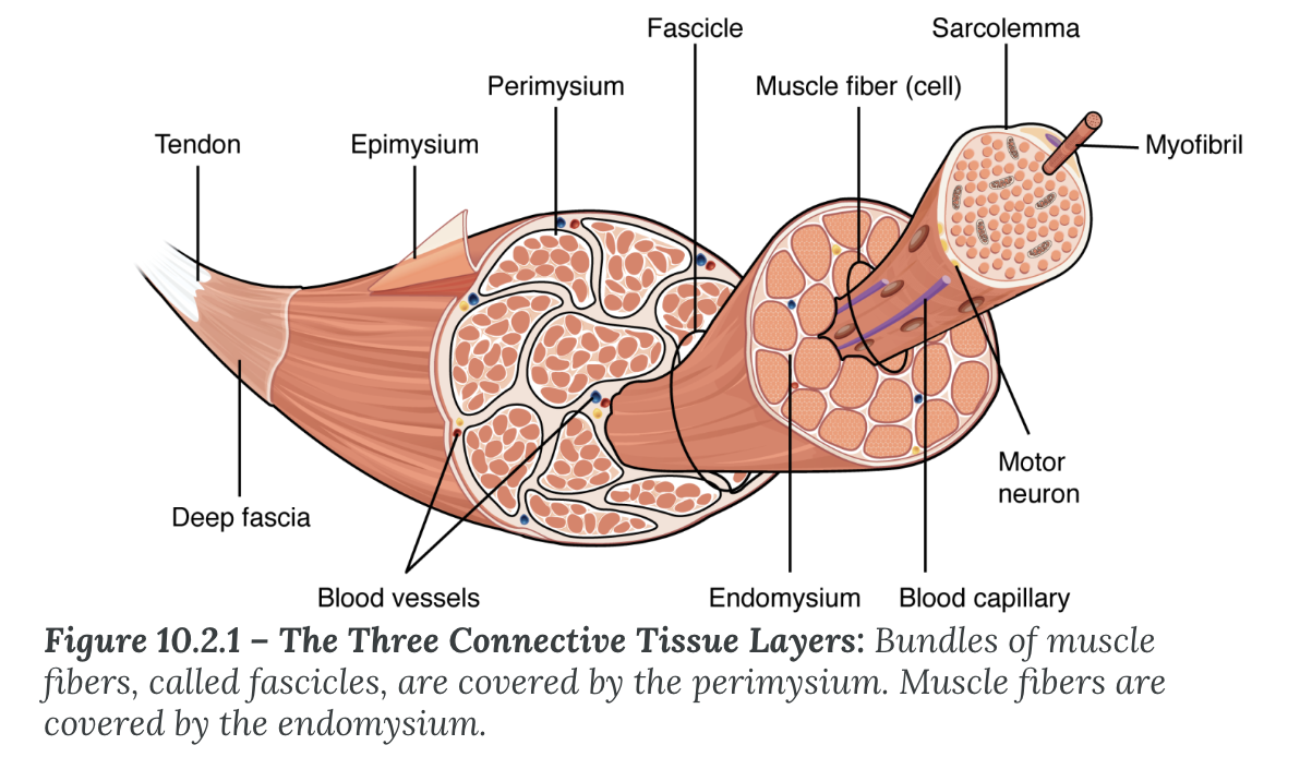 <p>Muscle fibers are grouped together in bundles called ___</p>