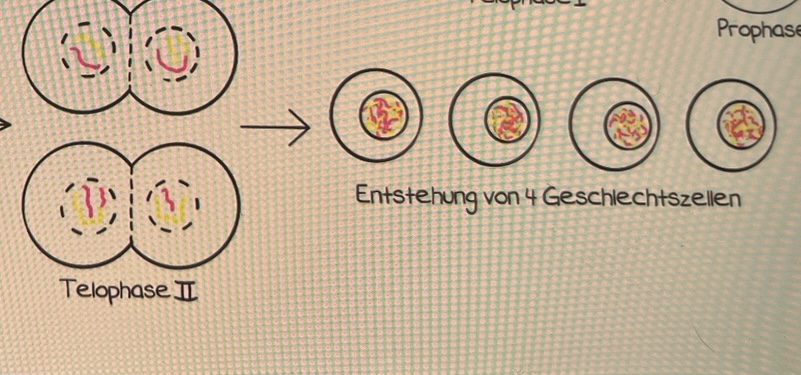 <p>neue Kernhülle + Zellmembran wurde gebildet</p><p></p><p>Die Phase, in der sich <mark data-color="blue">vier haploide </mark>Tochterzellen bilden, jede mit einem Satz von Chromosomen.</p><ul><li><p>4 haploide Zellen</p></li><li><p>4 Spermien, 1 Eizelle + 3 Polkörperchen</p></li></ul>