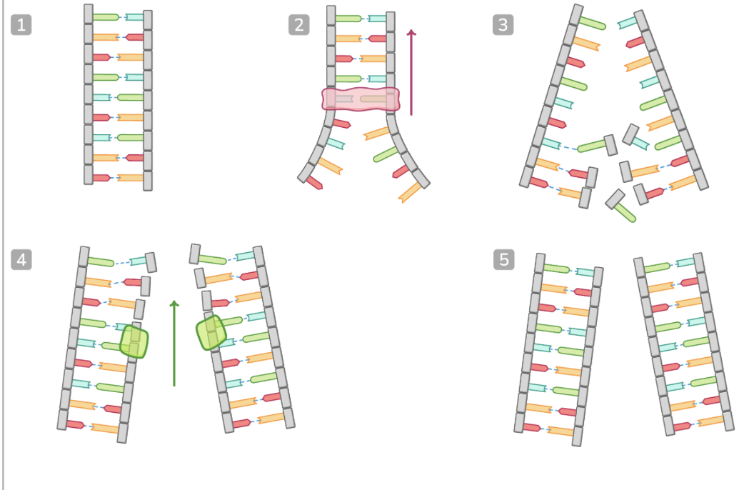 <p>DNA is copied via a process known as semi conservative replication.</p><p>This produces DNA molecules consisting of one original DNA strand and one newly synthesised DNA strand.</p><ol><li><p>A DNA molecule ready to be replicated.</p></li><li><p><span>The enzyme DNA helicase breaks hydrogen bonds between complementary bases. This unwinds the double helix and separates the strands</span></p></li><li><p><span>Each strand acts as a template as free nucleotides attract to their complementary bases. Adenine pairs with thymine, while cytosine pairs with guanine.</span></p></li><li><p><span>The enzyme DNA polymerase joins the free nucleotides together via condensation reactions in the 5' to 3' direction. This forms phosphodiester bonds to create the sugar-phosphate backbone of the new DNA strand.</span></p></li><li><p><span>Two identical copies of DNA are made. Each copy is made up of one original DNA strand and one new DNA strand (semi-conservative replication).</span></p></li></ol><p></p>