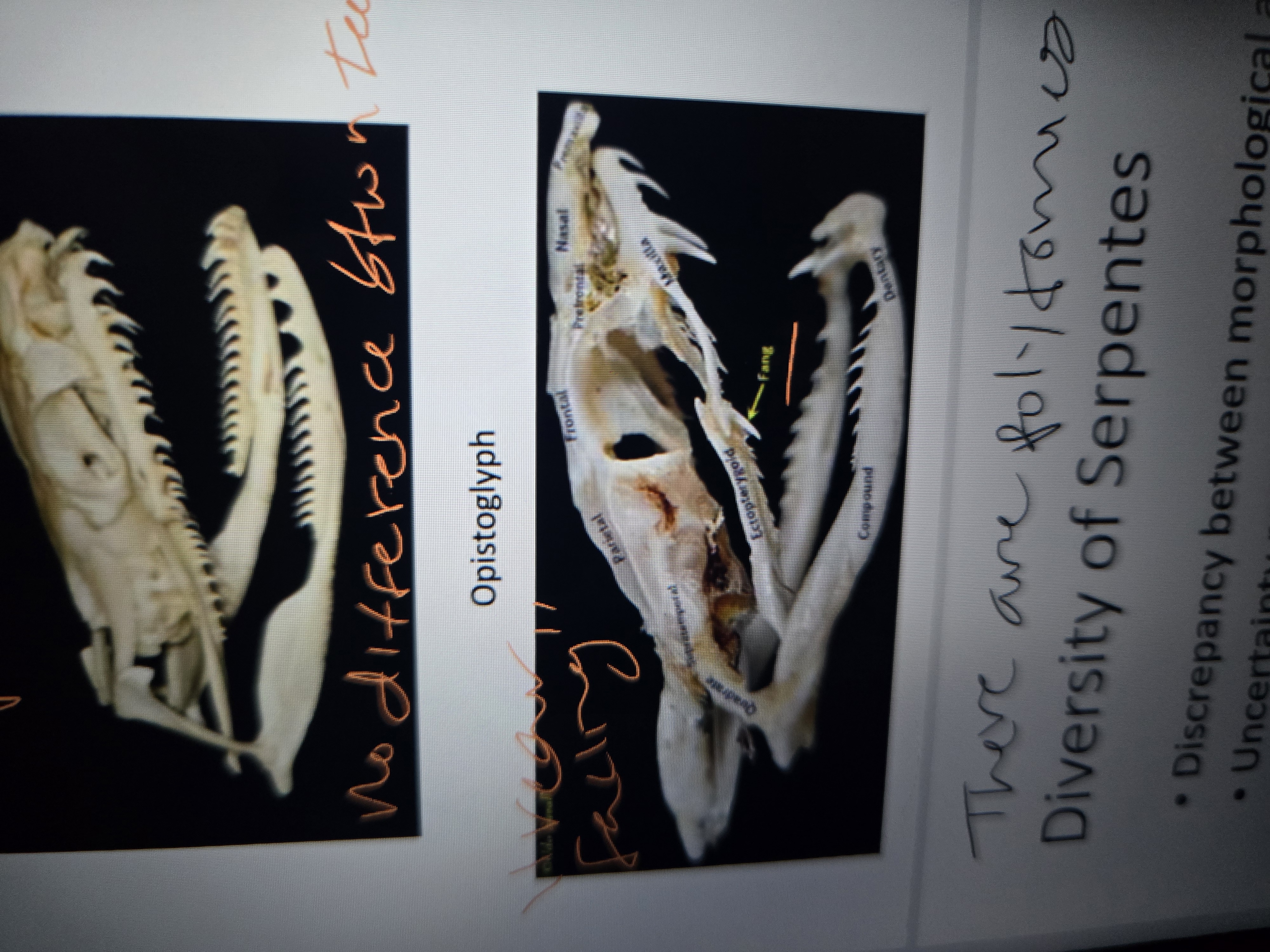 <p>“Rear'-Fanged”, enlarged grooved fangs on posterior</p>
